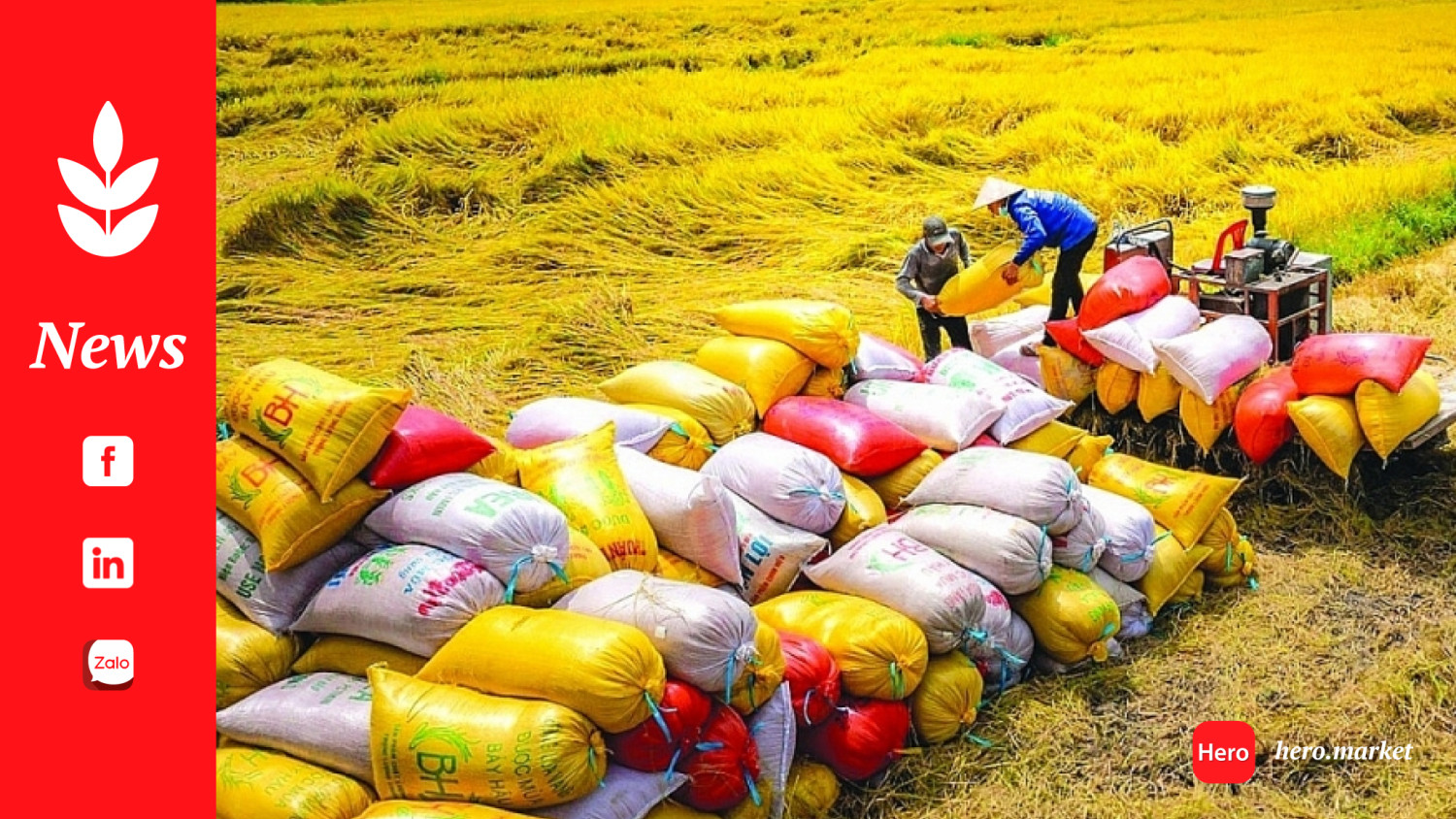 Vietnam earns 2.98 billion USD from rice exports in H1