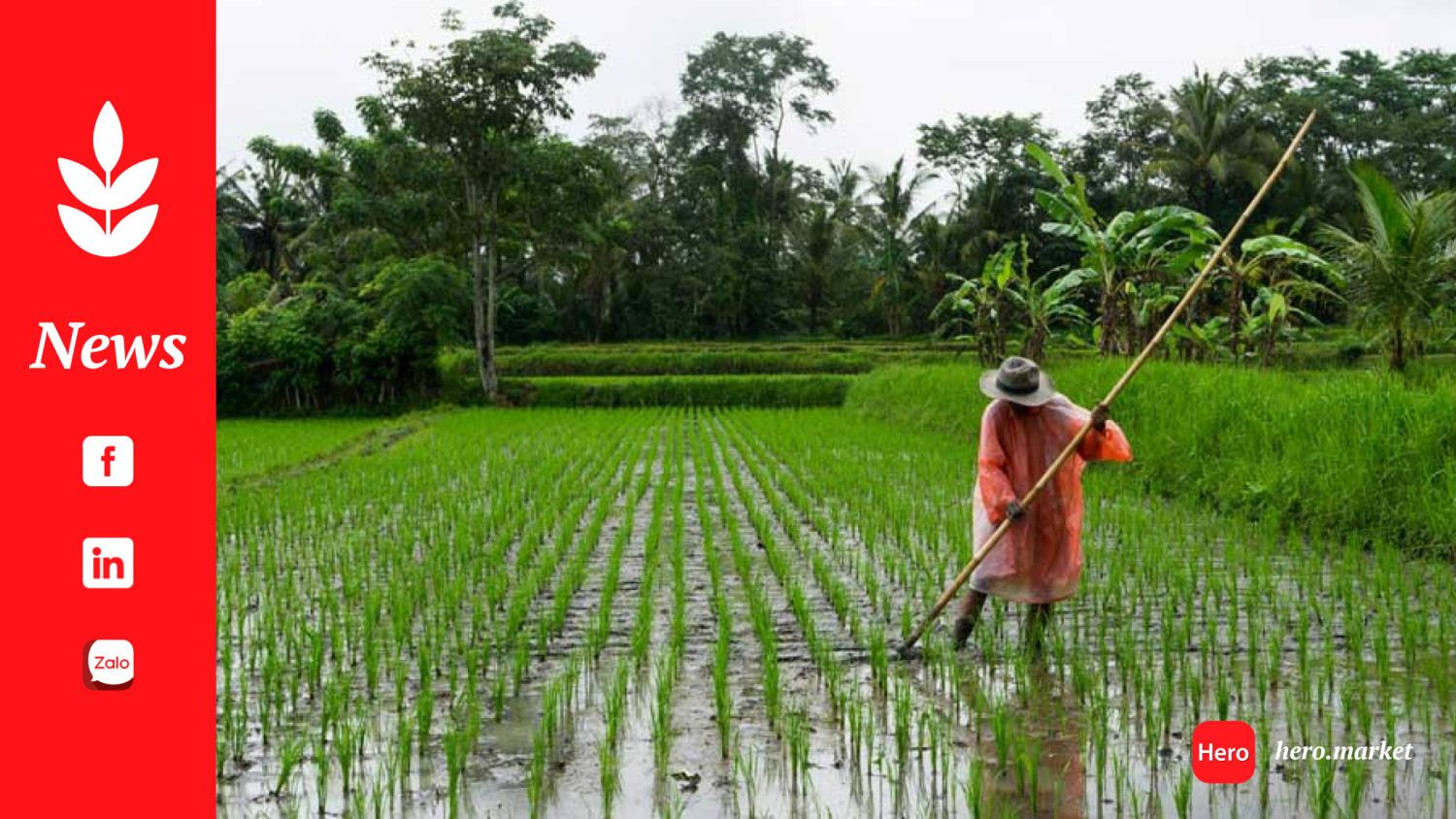 Indonesia’s Rice Dependence: An International Political Economy Perspective