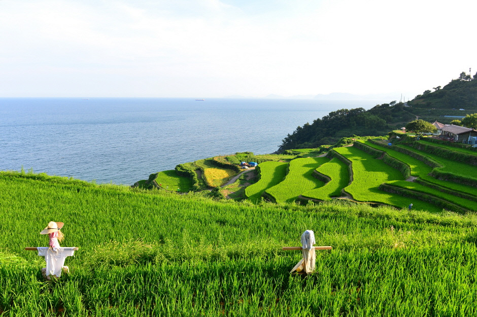 S. Korea's rice paddy area hits record low in 2024