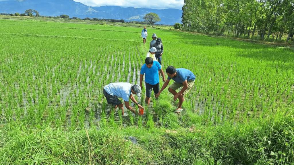 philippine-carbon-credit-project-to-reduce-methane-from-rice-paddies