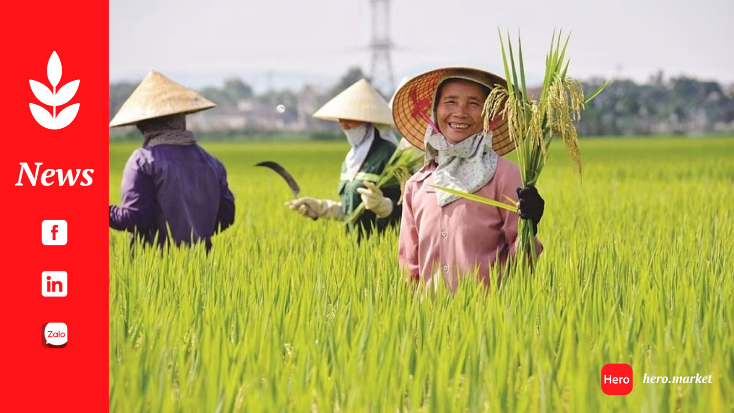 Indonesia Braces for Rice Production Decline, Vietnam Exports Rise