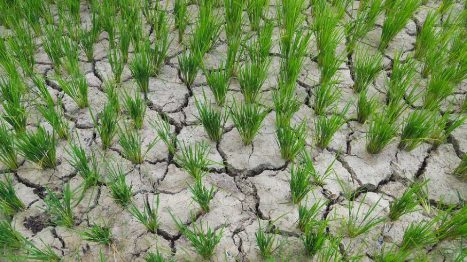 Chinese cities swelter in record heat, rice-growing regions under threat