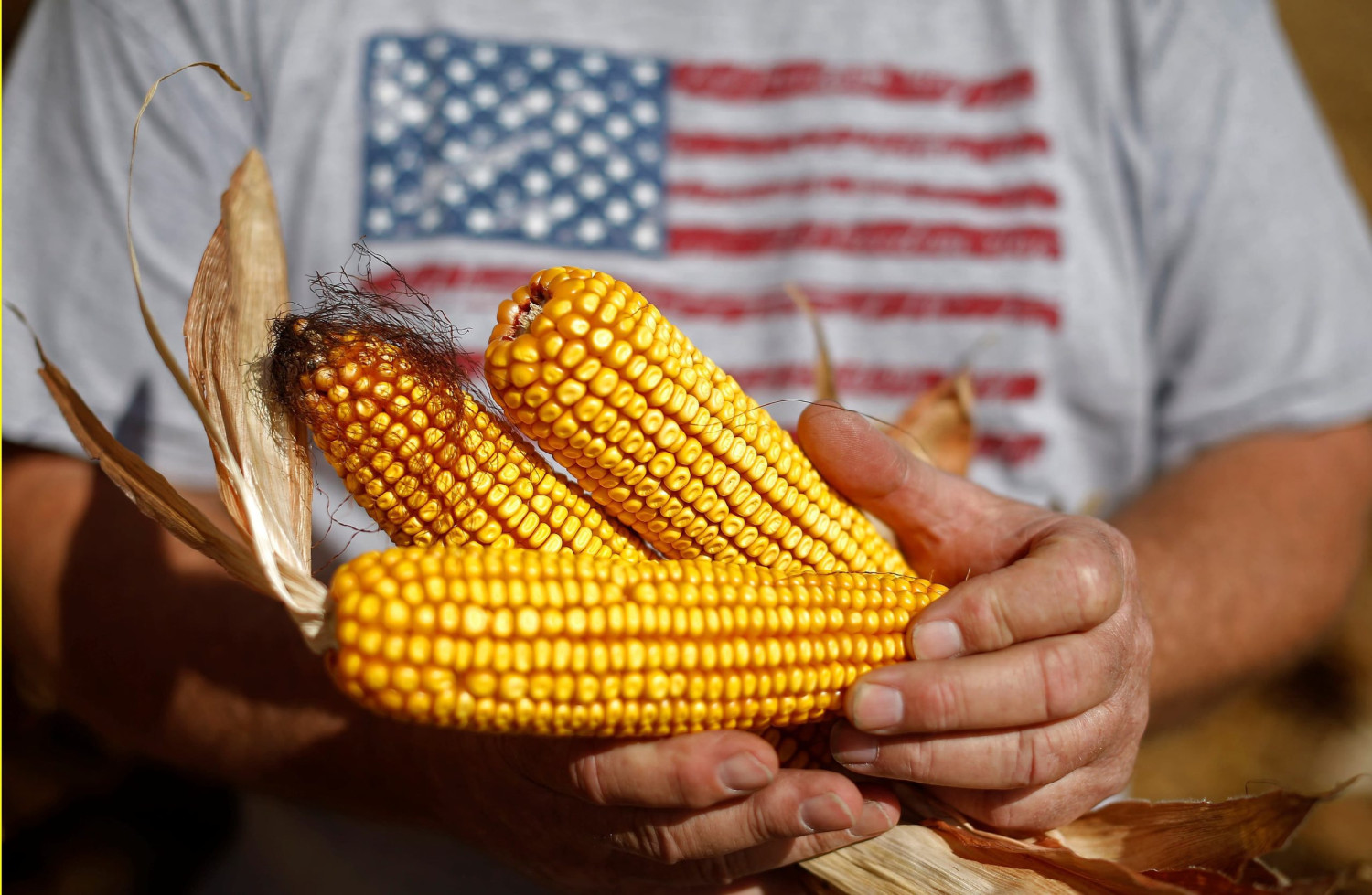 Corn 30% harvested, rice 23% harvested in Arkansas