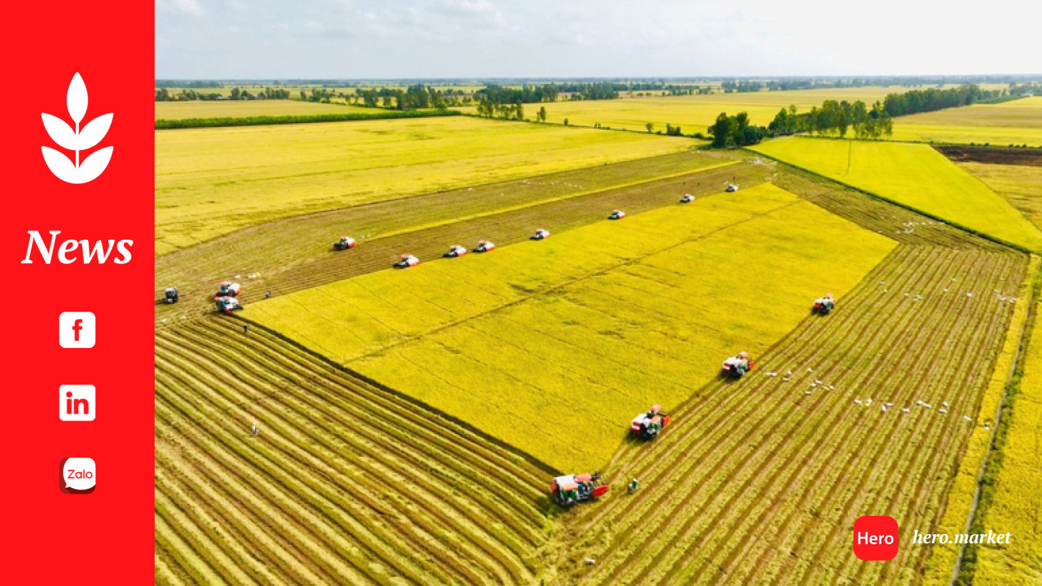 IRRI interested in VN's 1-million-ha high-quality rice project