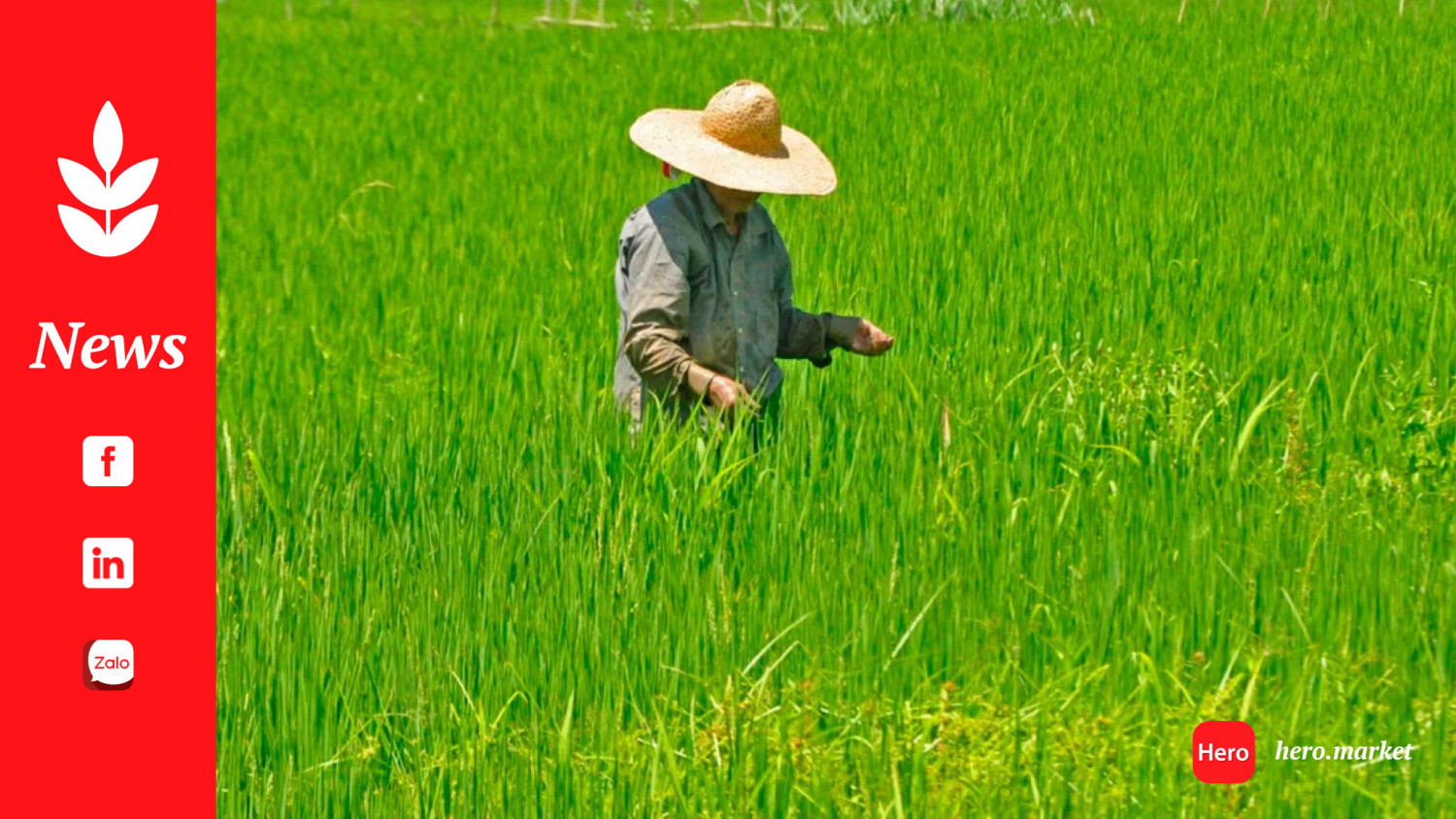 Senate, House nearing deal on rice tariff law