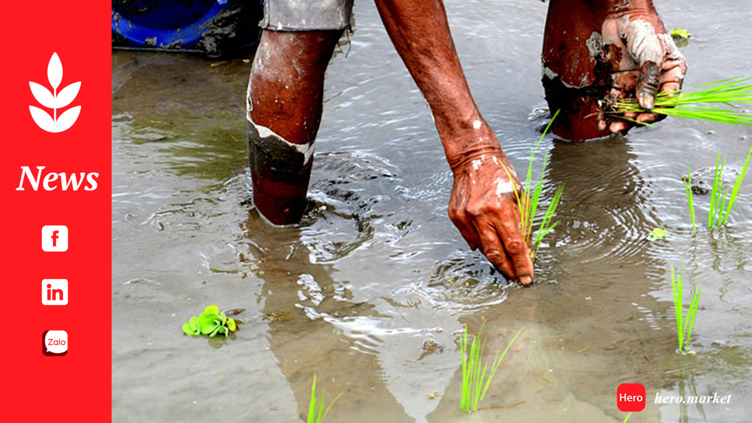 Mandi Updates: Wholesale Prices of Common Paddy Fall, Basmati Paddy Rise across Key Mandis