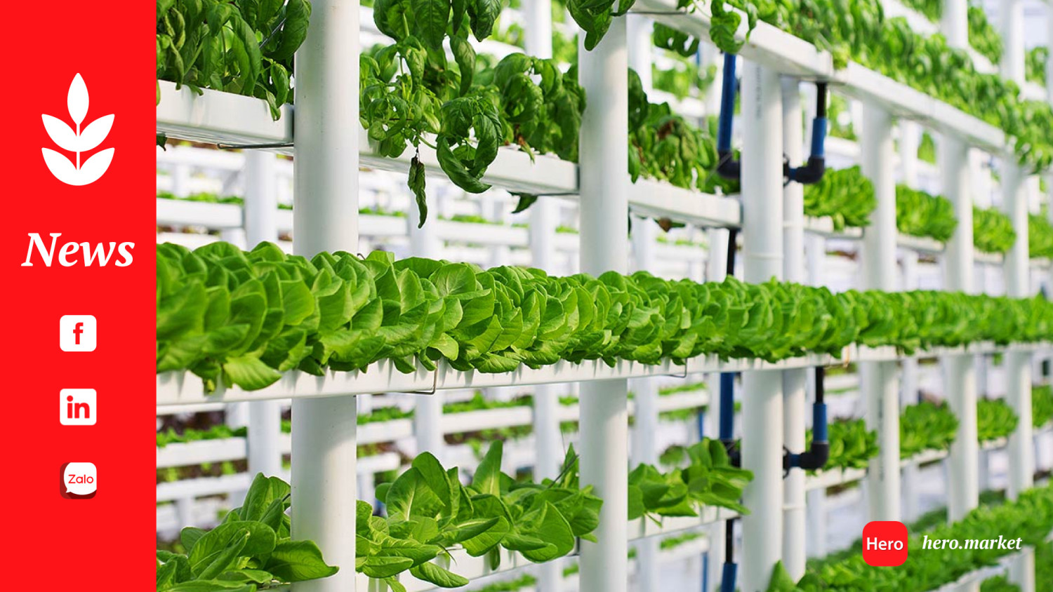 Is vertical farming the future of food production?