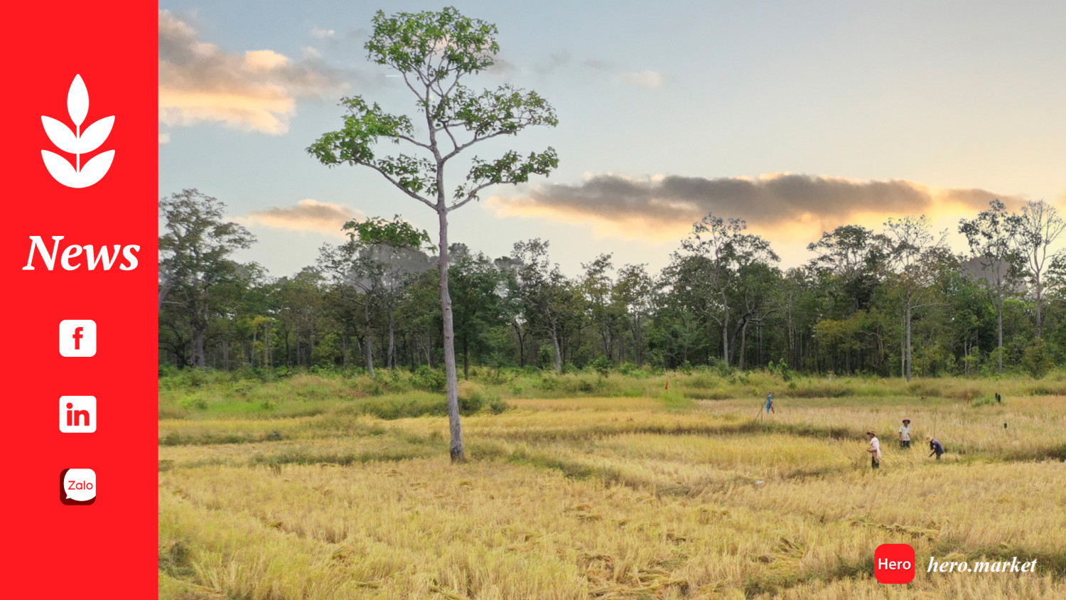 Creating Market Incentives for Rice Farmers to Support Climate Change Adaptation and Mitigation in Cambodia