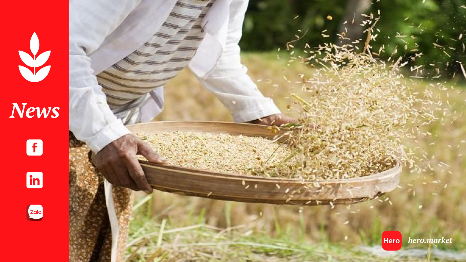 More rice breeds in Nigeria needed to improve production figure