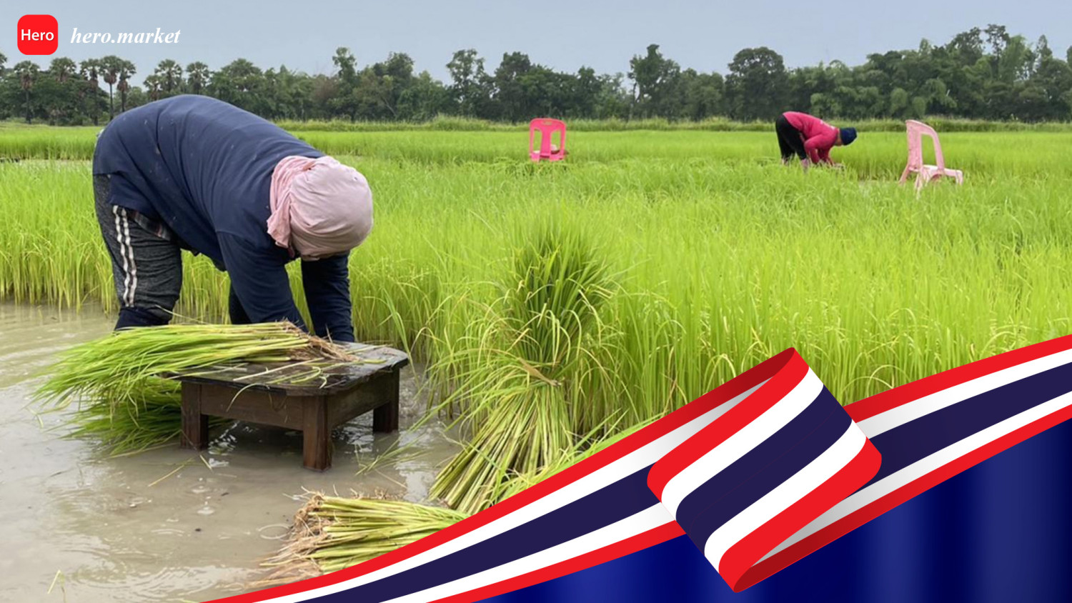 Thailand Rice Industry