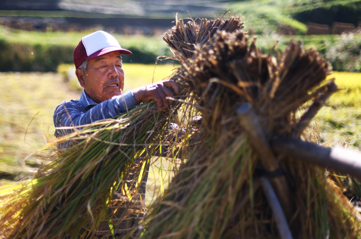 Japan Rice Futures Index Off to Quiet Start