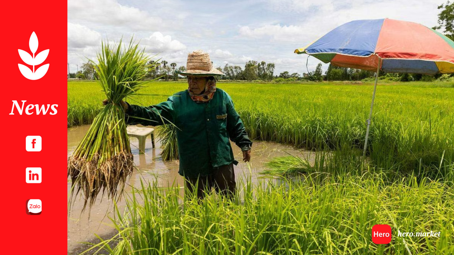 Climate change worsening rice harvest, with smaller yields and poorer quality