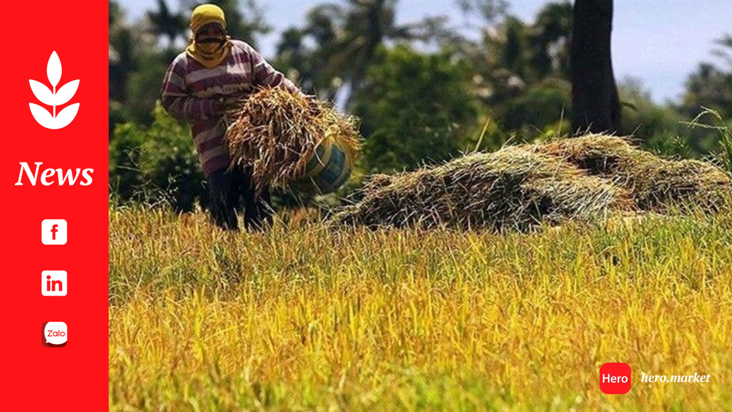 Philippine rice tariff cut will benefit Vietnam, not farmers, experts say