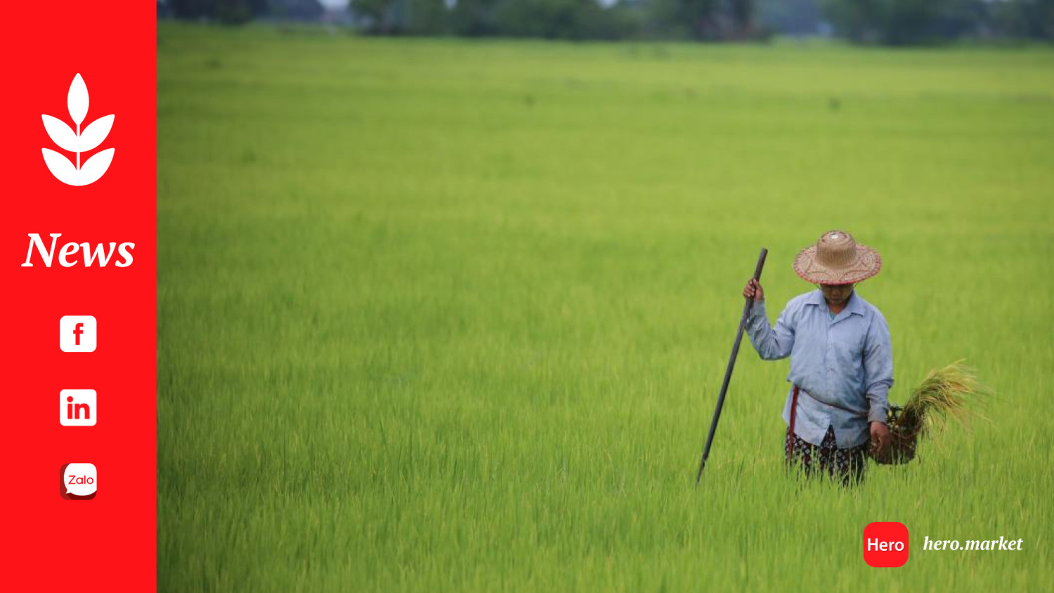 Myanmar’s Rakhine Spiraling Into Hunger as 50% Drop in Rice Harvest Predicted