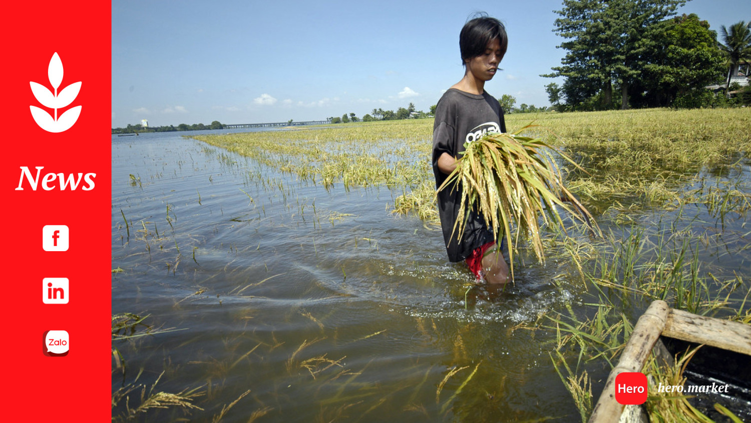 Farmers struggle as rice fields get submerged in flood, Philippines