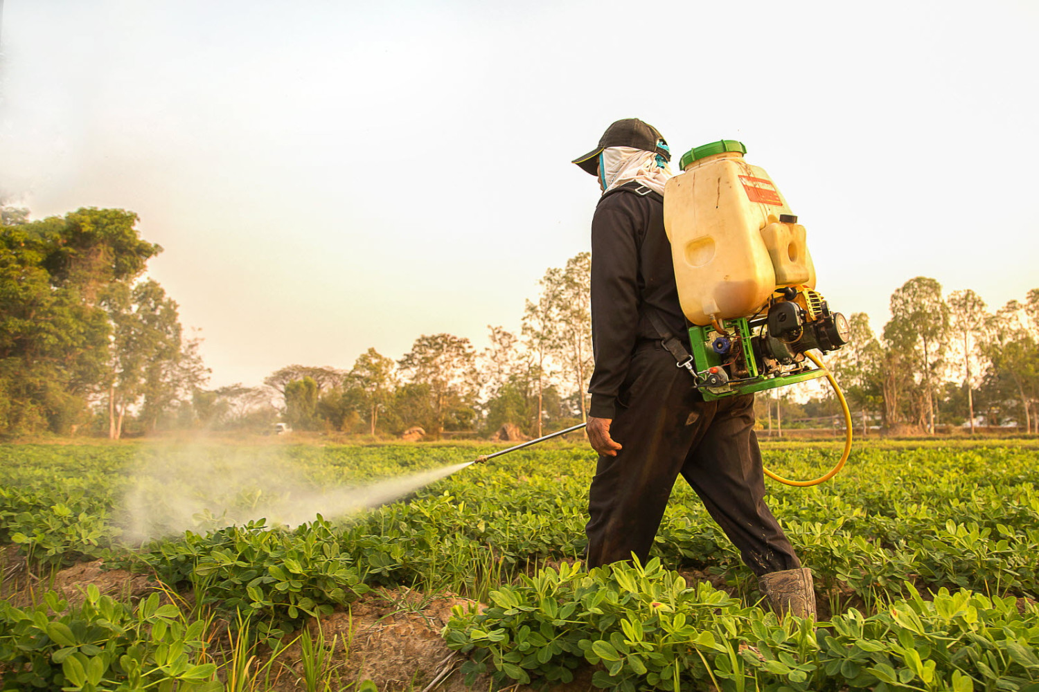 fmc-seeks-global-registration-for-new-rice-herbicide