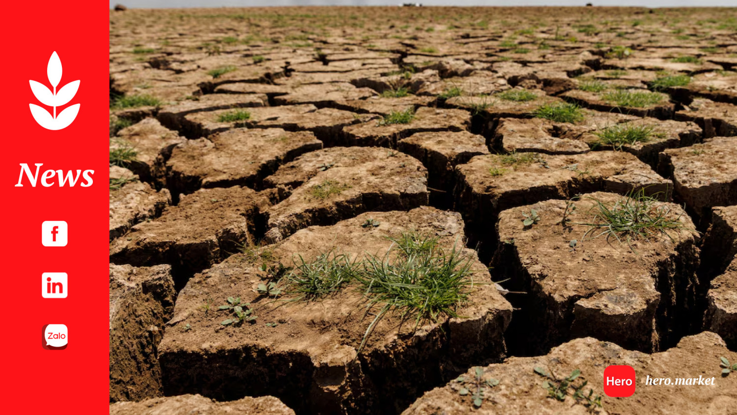 From northwest to east China, parched regions face drought