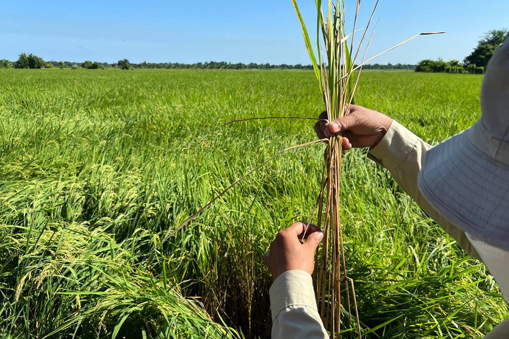 Battambang rice farmers urged to cut pesticide use as harvest nears