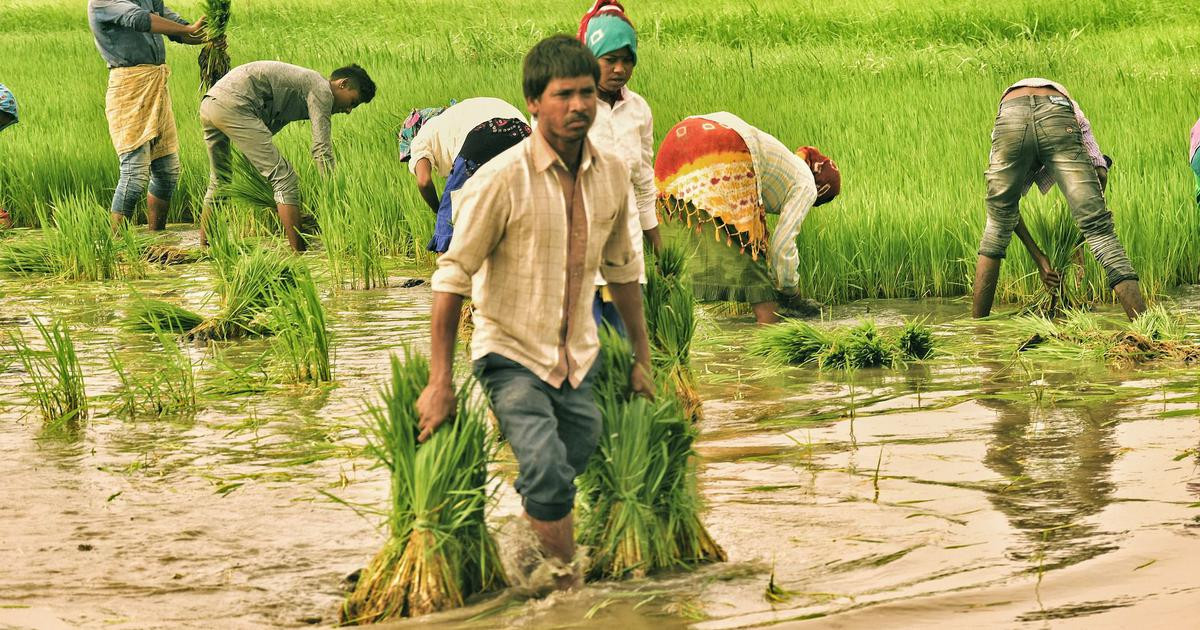 West Bengal's uneven rainfall, low reservoir levels keep rice sowing 25% lower, pulses acreage dips slightly