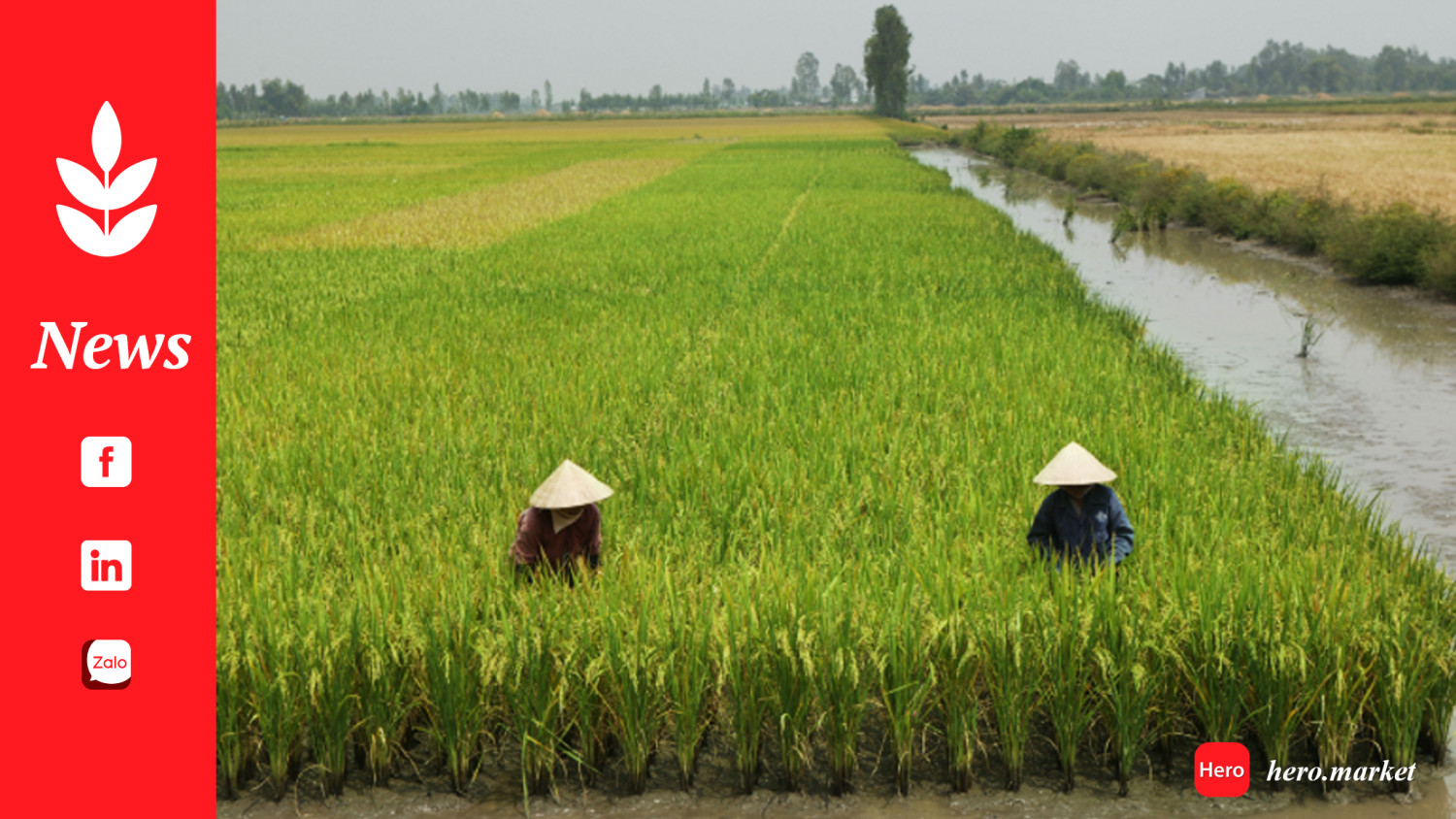 State reserves department authorises purchases of 220,000 tonnes of rice for 2024