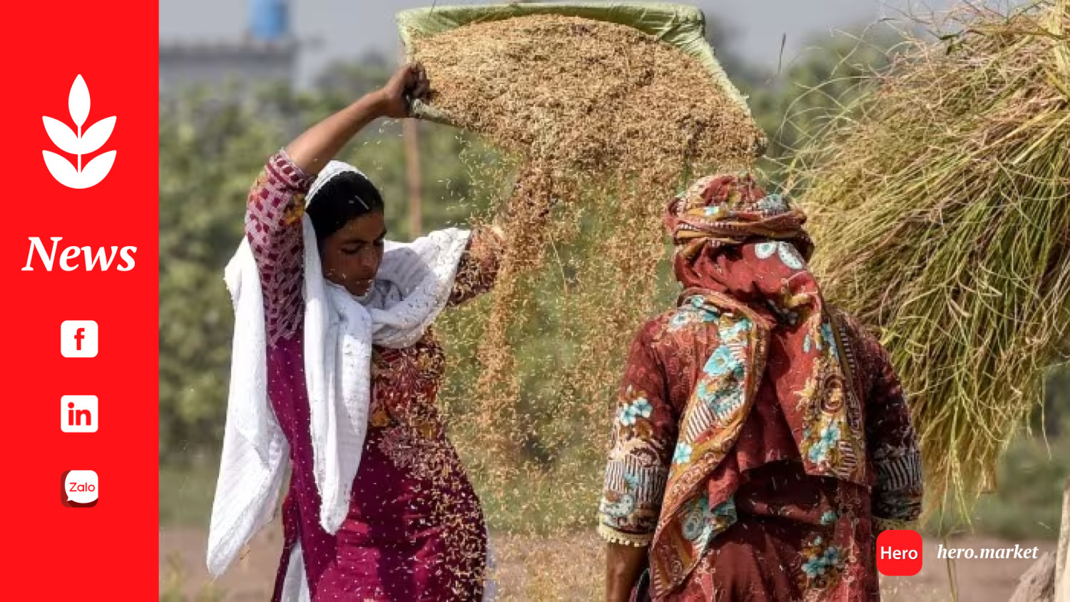 Pakistan rice exports hit record following Indian sales ban