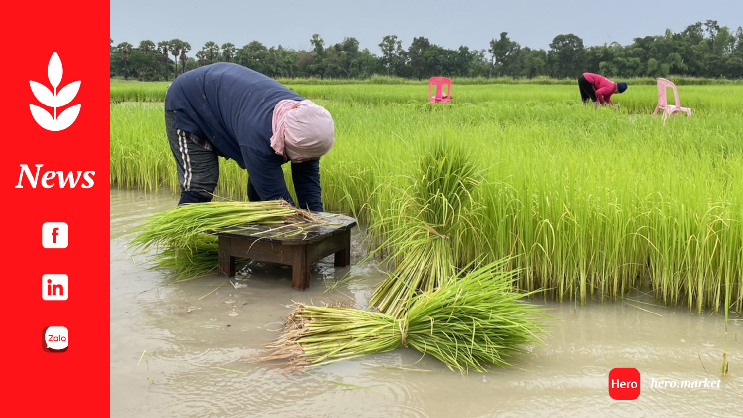 Thailand raises 2024 rice export forecast