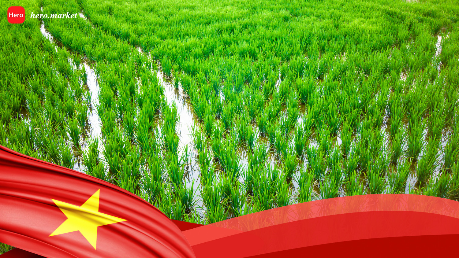 Vietnam Glutinous Rice 2022-2023