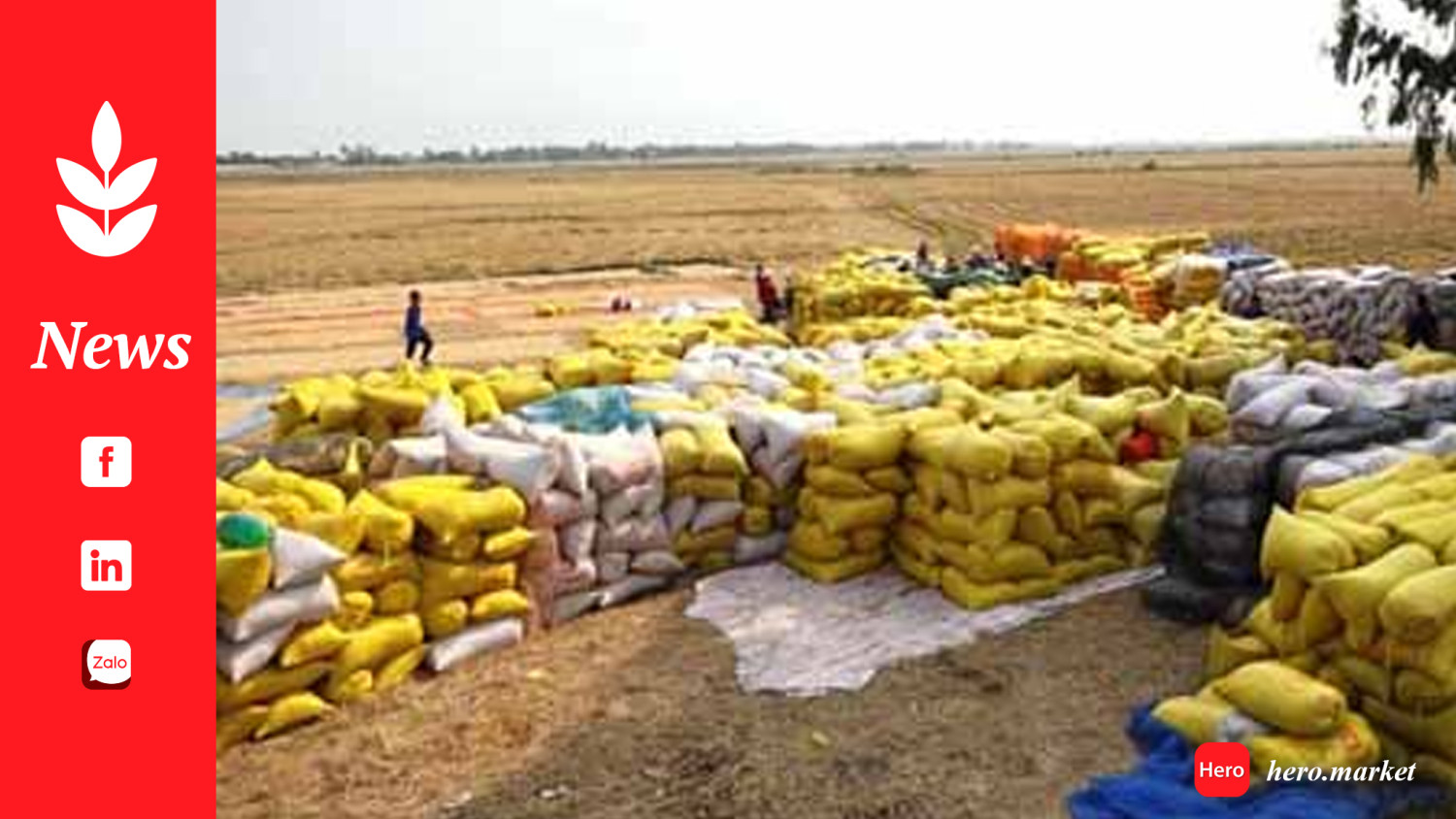 Hunger alleviation: Dangote’s over 1 million rice gets to 17 states