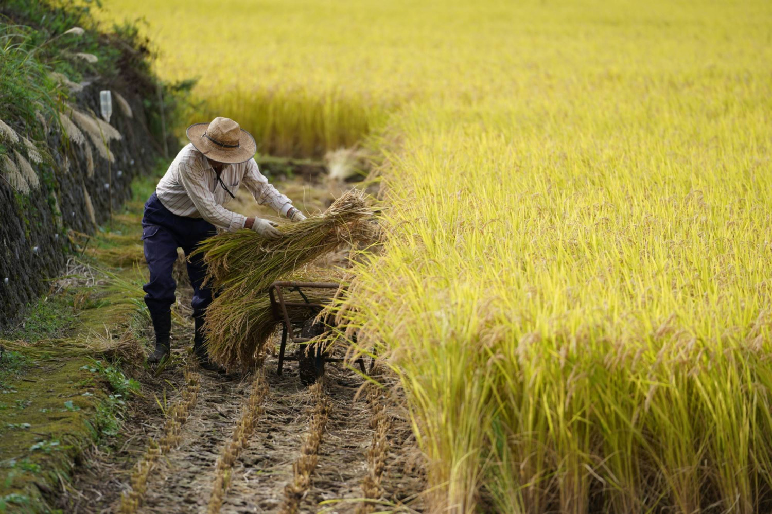 Concerns over rice shortage growing in Japan amid higher demand