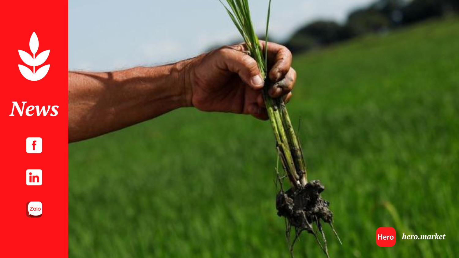 Venezuela's rice, corn production rise as buyers loan farmers supplies