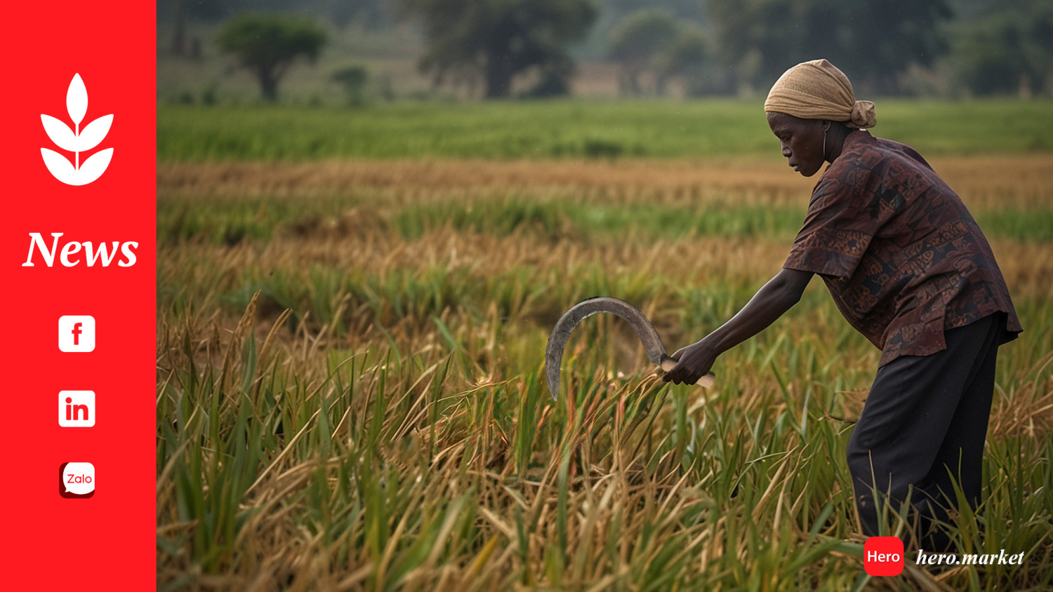 Zimbabwe records 1 200 pc surge in rice consumption