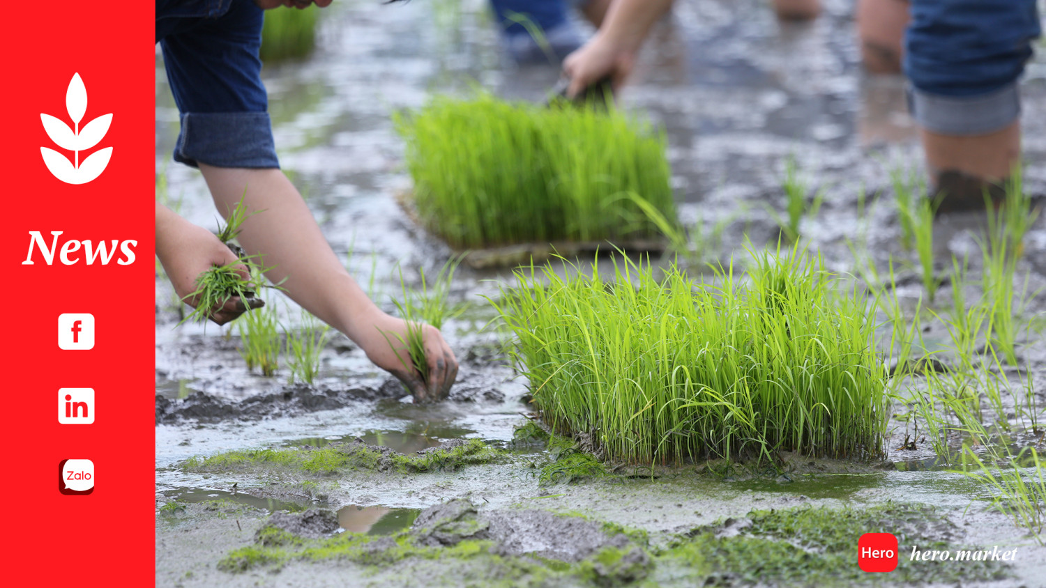 Puducherry Agriculture Institute Develops New Variety Of Rice That Can Withstand Soil Salinity