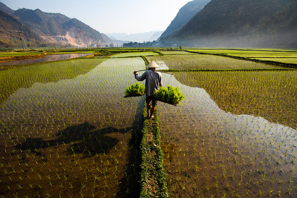 Mechanisms needed for Vietnamese rice industry to go circular: insiders