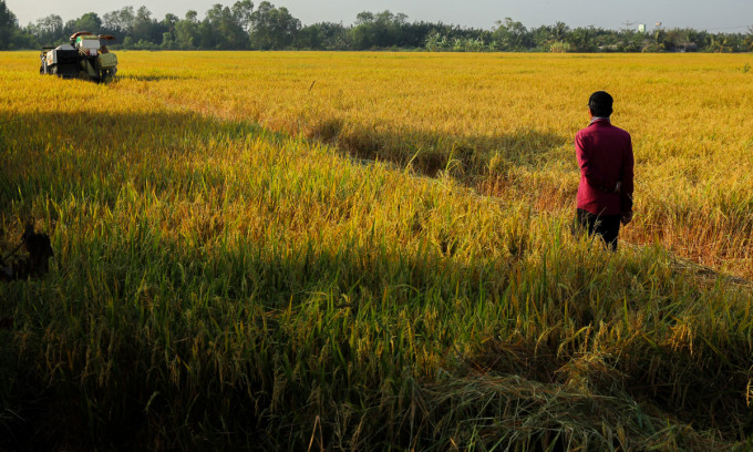 Opportunity for Vietnam as Indonesia increases rice tender volumes