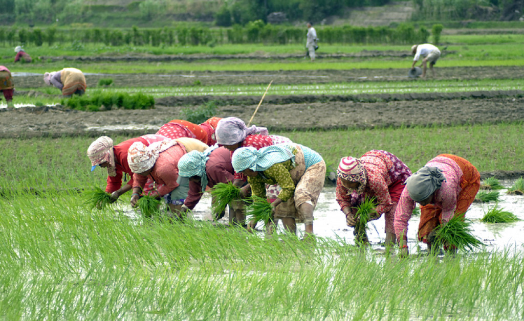 Uneven rainfall, low reservoir levels keep Indian rice sowing 25% lower, pulses acreage dips slightly