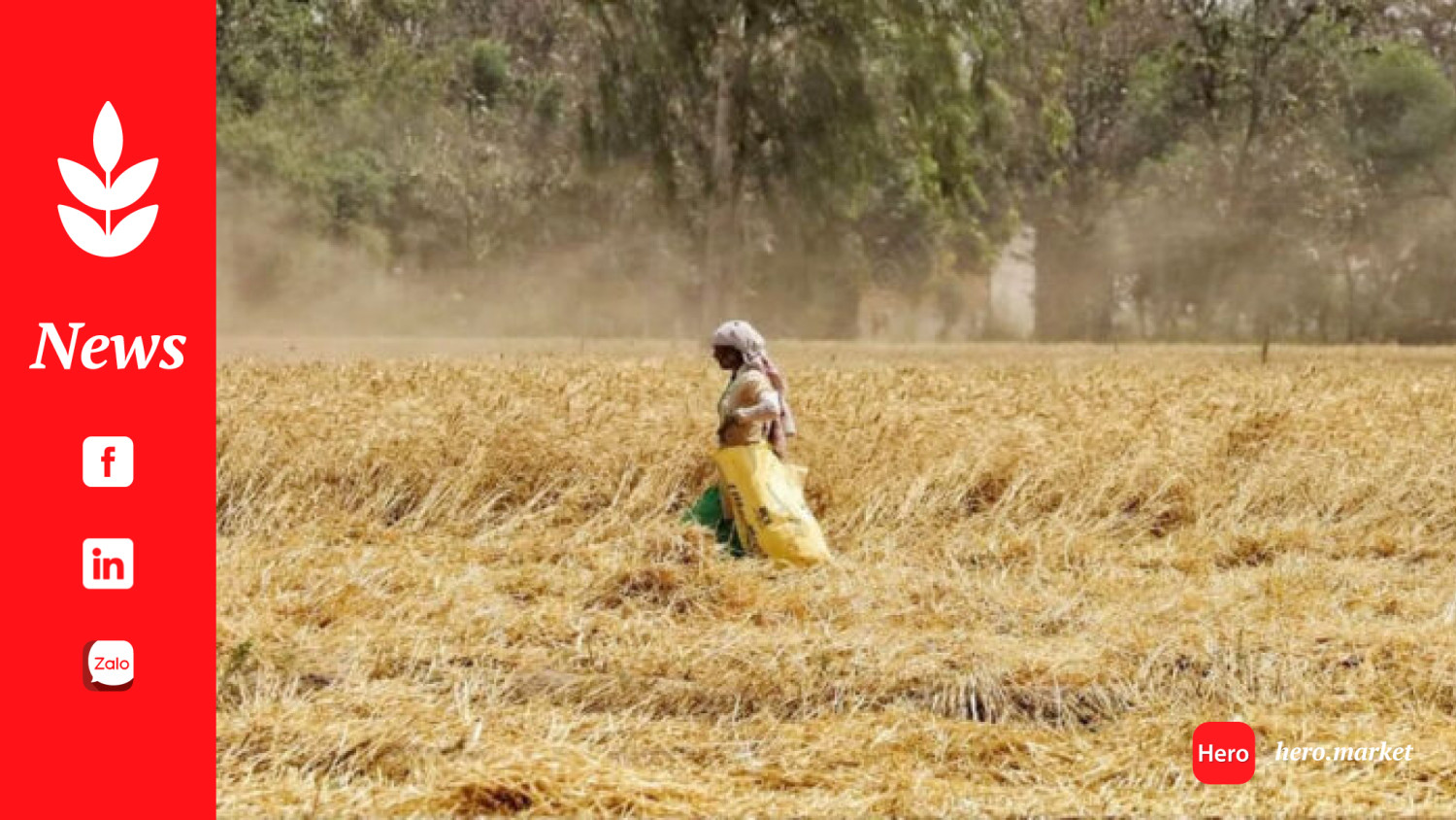 Distressed Wheat Farmers