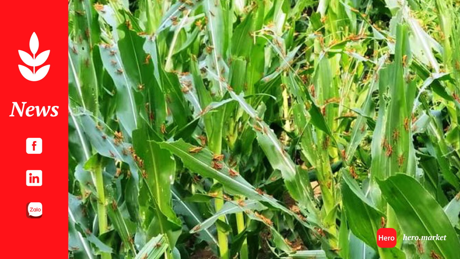 Urgent measures implemented as pests attack agricultural crops in 11 provinces