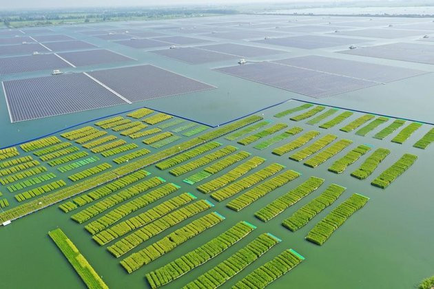 China plants rice in coal-mining subsidence area