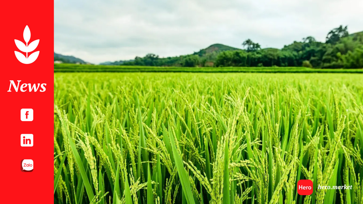 PAU Experts Urges Farmers to Adopt Water-Saving Rice Cultivation Techniques