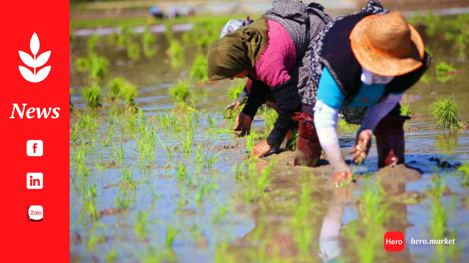 Iran cultivates rice on 650,000 hectares of land across 19 provinces