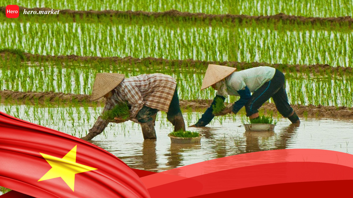 Vietnam Rice Industry