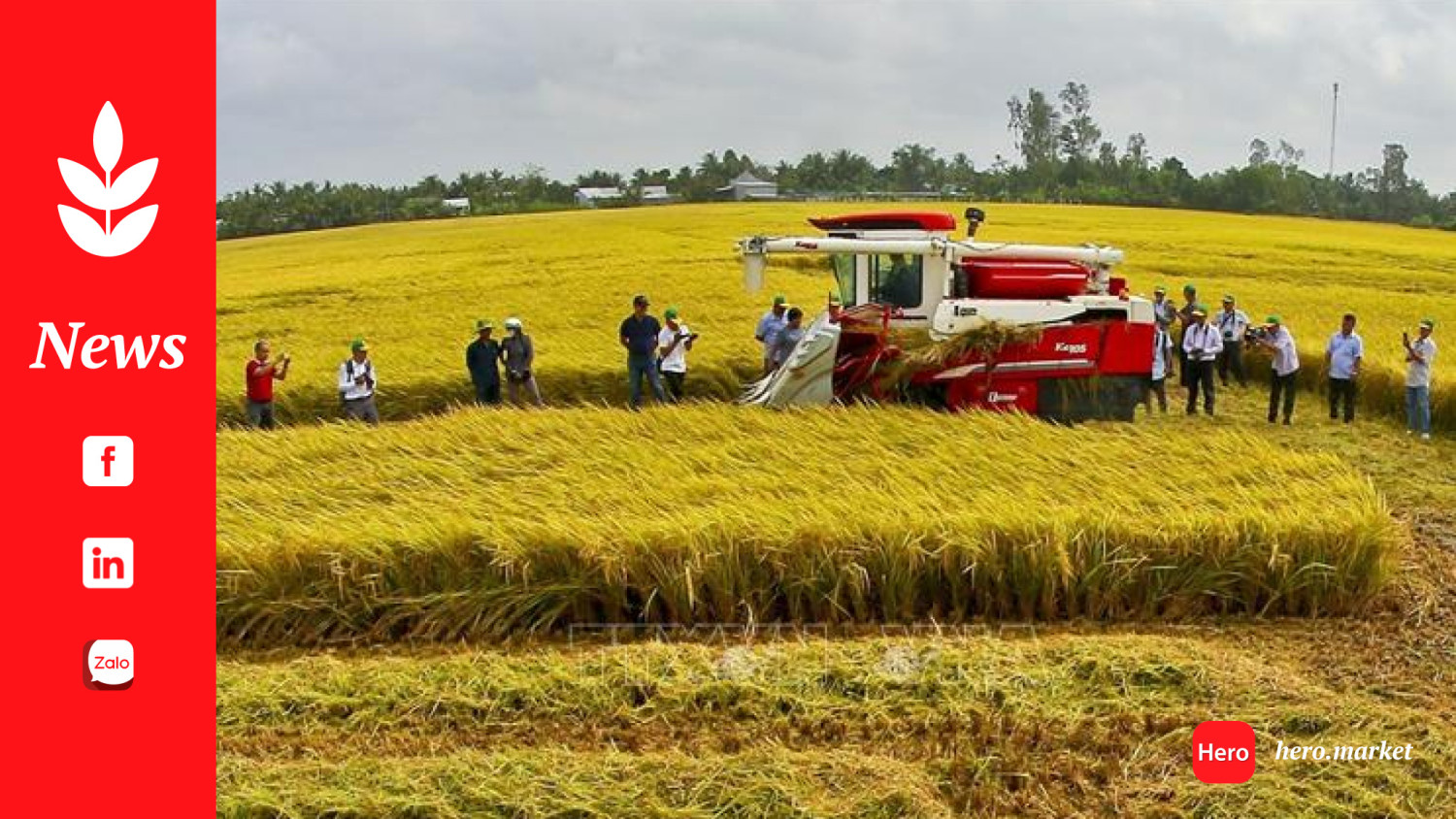 1 million ha of high-quality rice project: many positive results in Vietnam