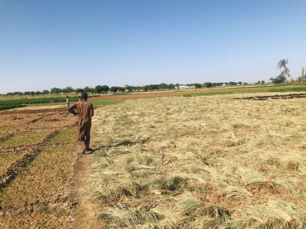 sokoto-nigeria-to-sell-300-truckloads-of-rice-at-discounted-rates