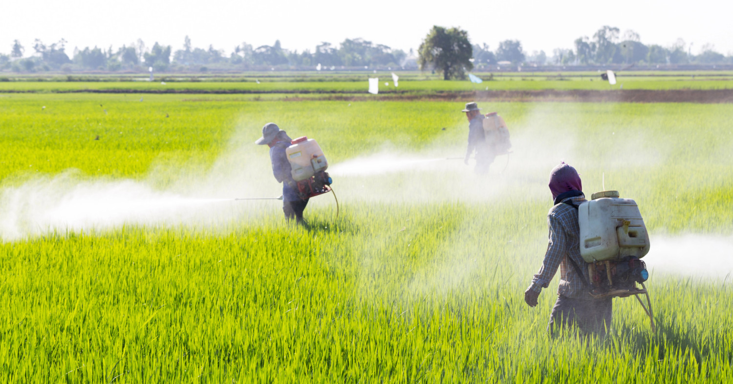 herbicide-tolerant-basmati-rice-launched-in-india