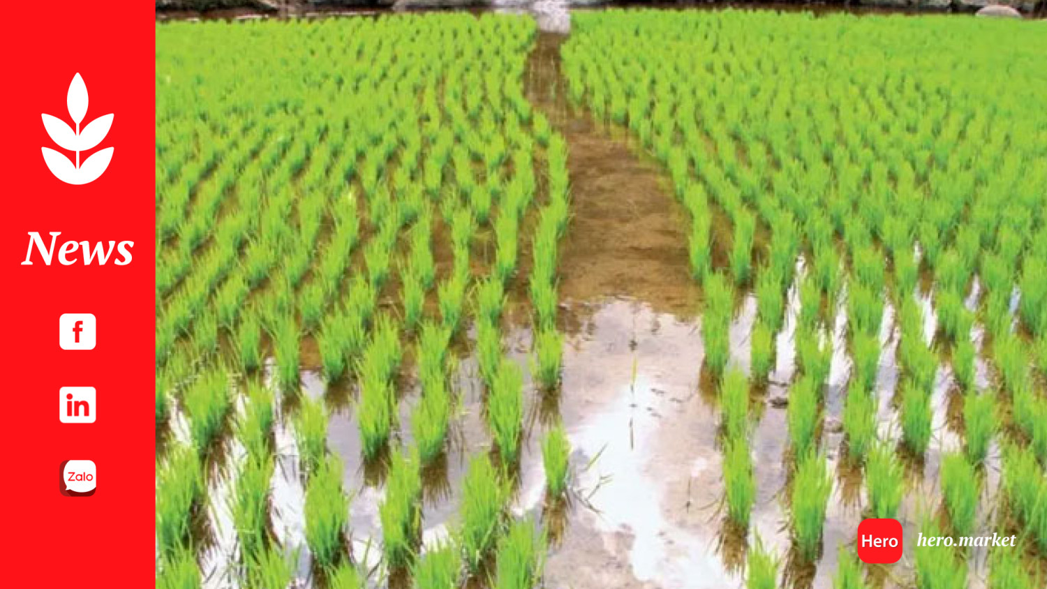 Rice cultivation should be completed during July