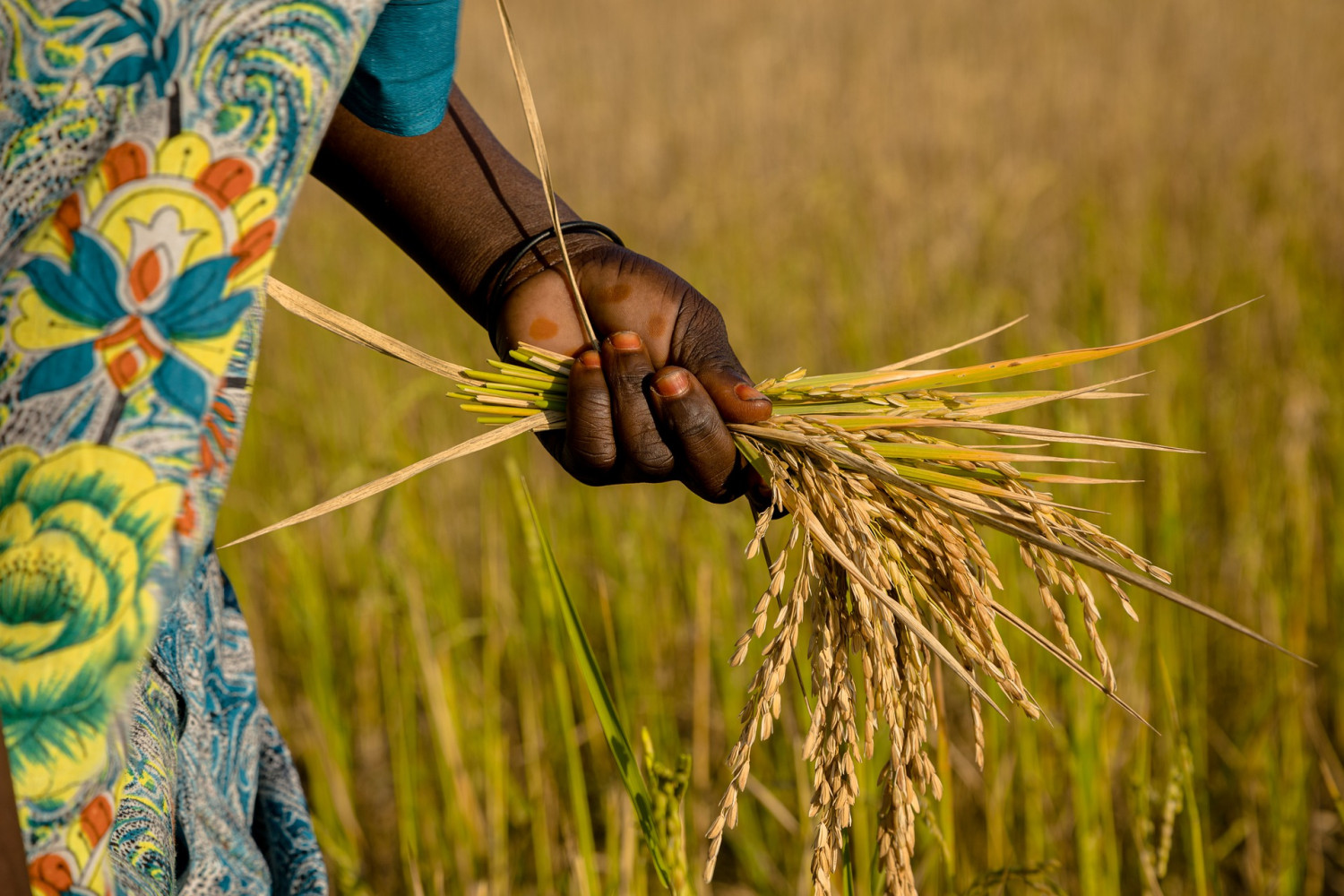 fg-of-nigerians-asks-workers-to-register-for-n40000-rice