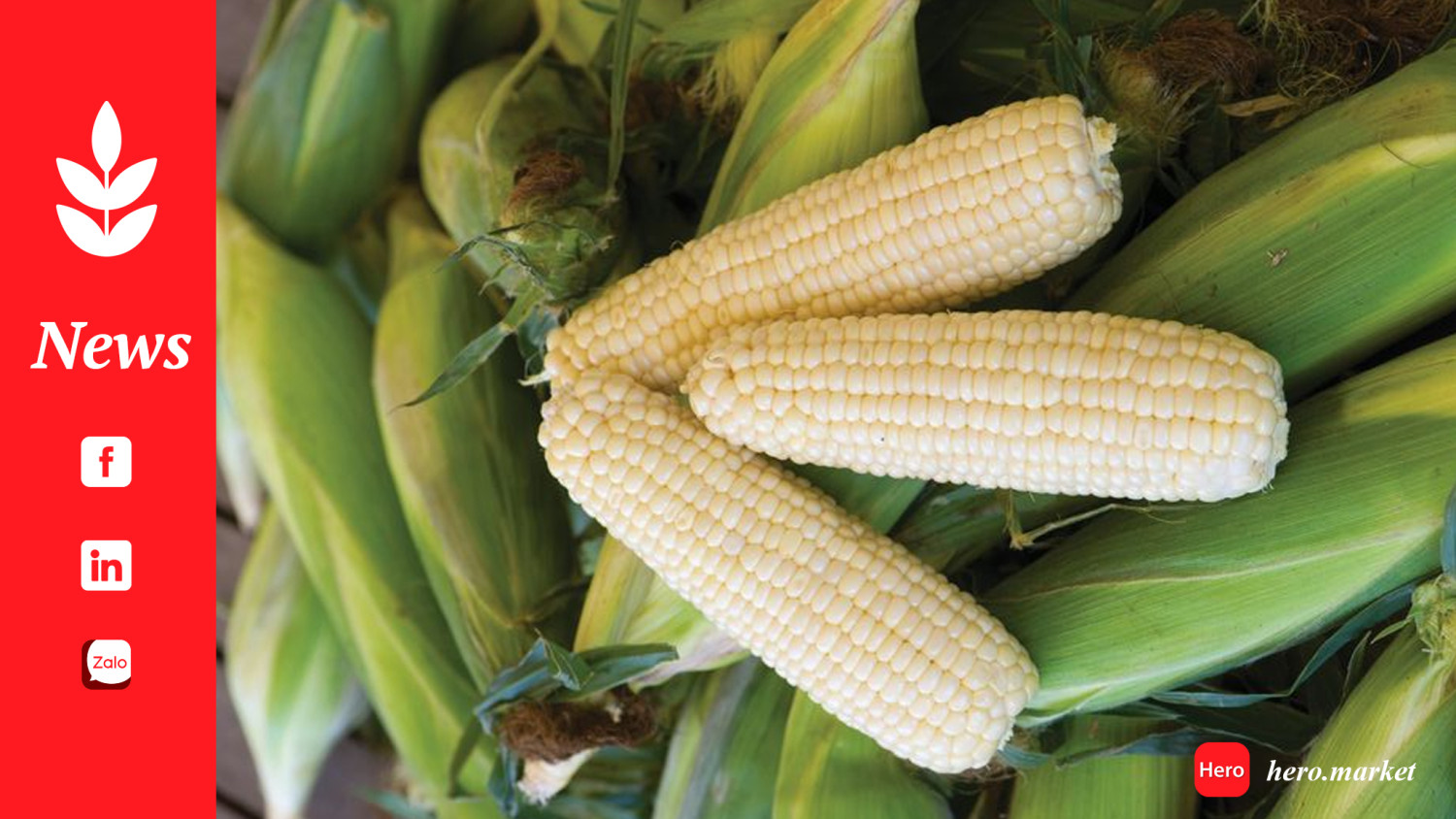 Global grain production good, but Southern Africa’s white maize crop hit by drought