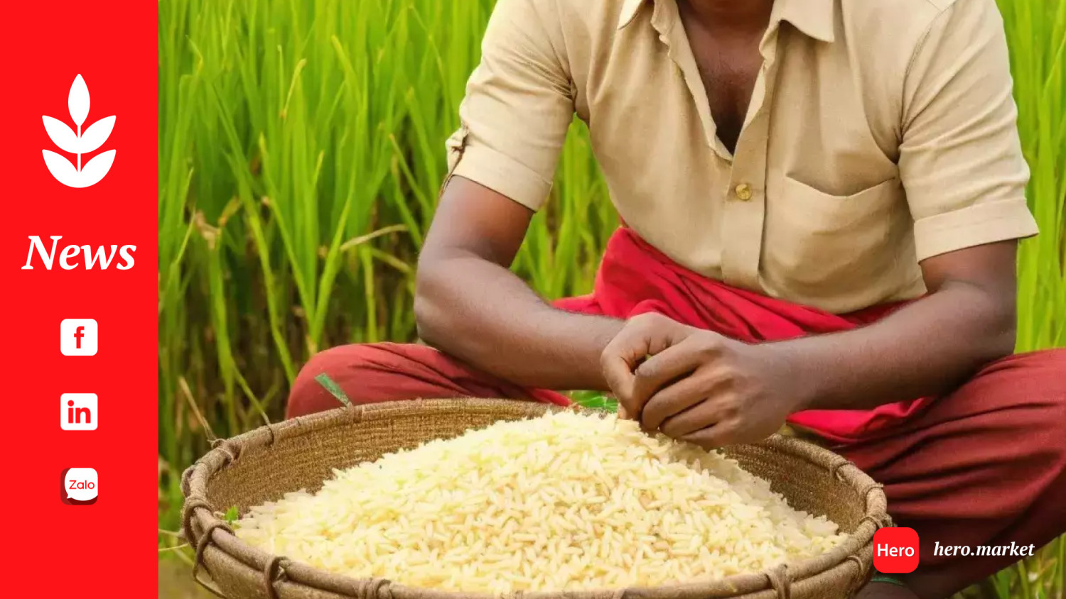 Herbicide-tolerant basmati rice launched in India