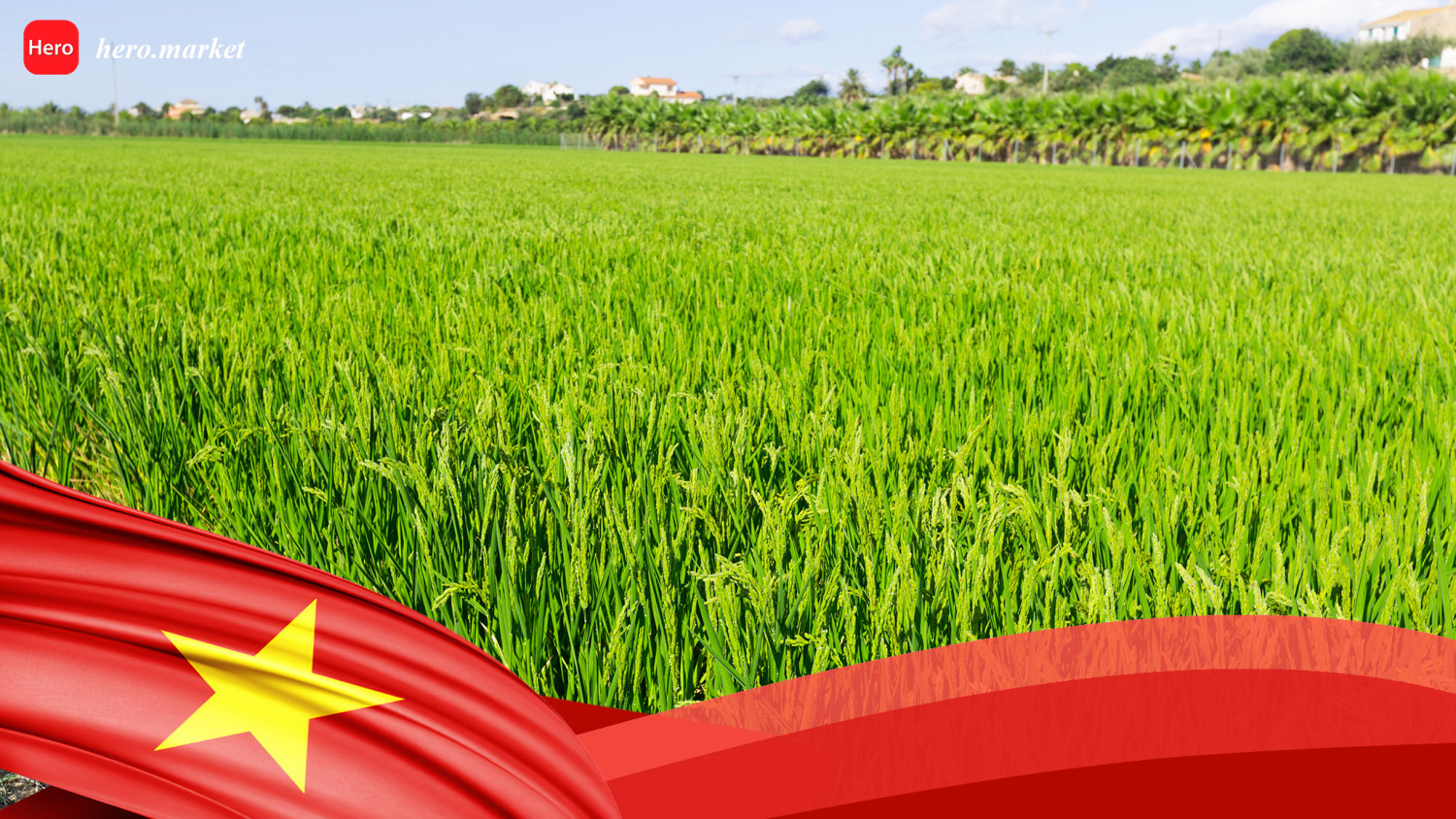 Vietnam fragrant rice 2022-2023