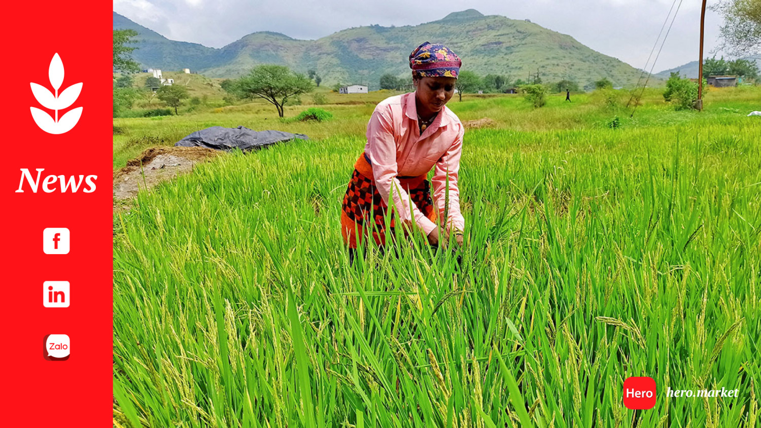 Indonesia eyes Cambodia rice firms to boost reserves, but plan may falter on export quota, local laws